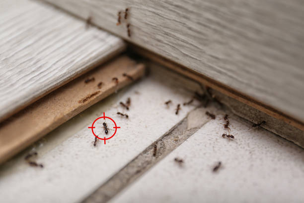 Best Cockroach Control Services  in Etowah, TN