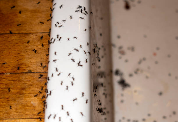 Best Flea Control Services  in Etowah, TN